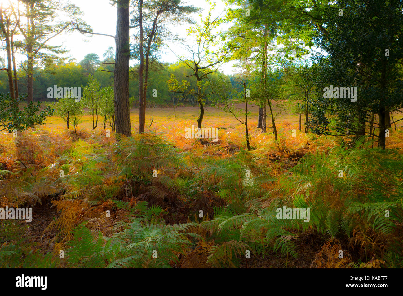 Bella vista della nuova foresta in Hampshire REGNO UNITO Foto Stock