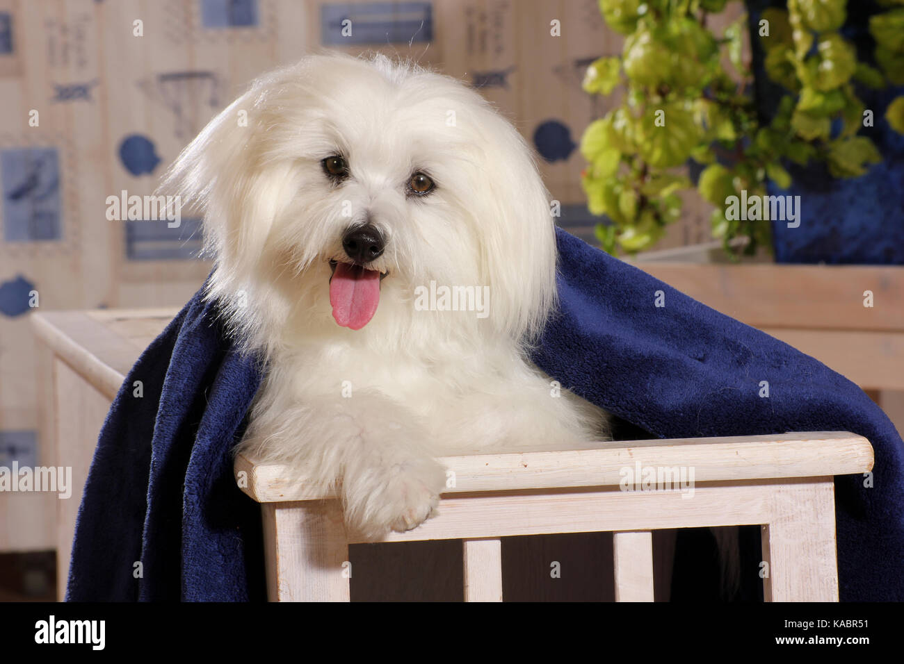 Cane maltese Foto Stock