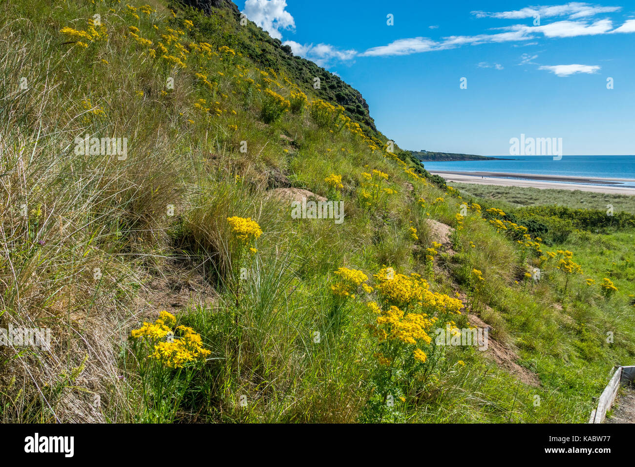 Una scogliera ricoperta in scrub e fiori selvatici su st. cyrus beach. Foto Stock
