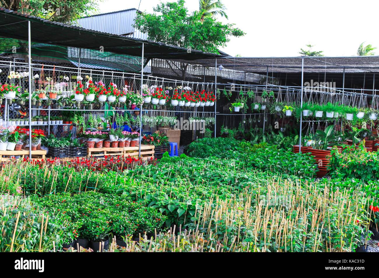 Campo dei Fiori, la SADC, Dong Thap provincia, in Vietnam, in primavera Foto Stock