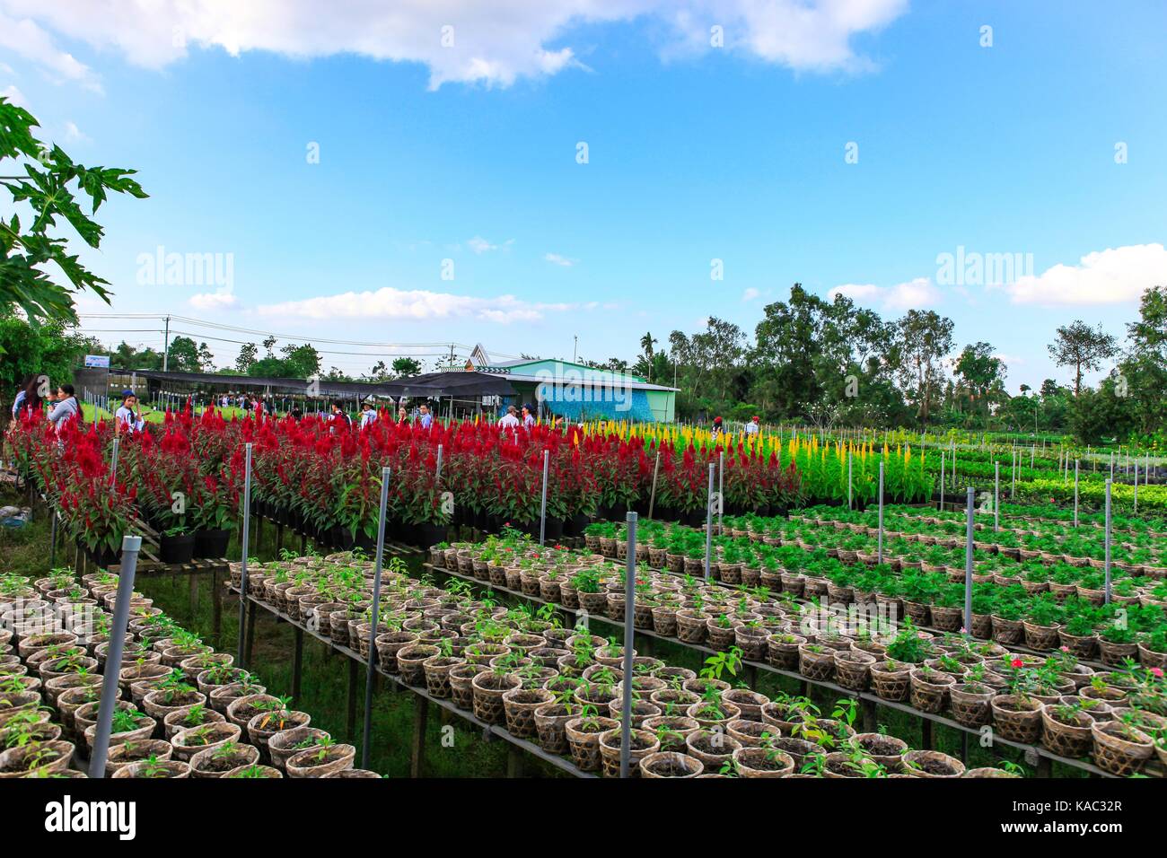 Campo dei Fiori, la SADC, Dong Thap provincia, in Vietnam, in primavera Foto Stock