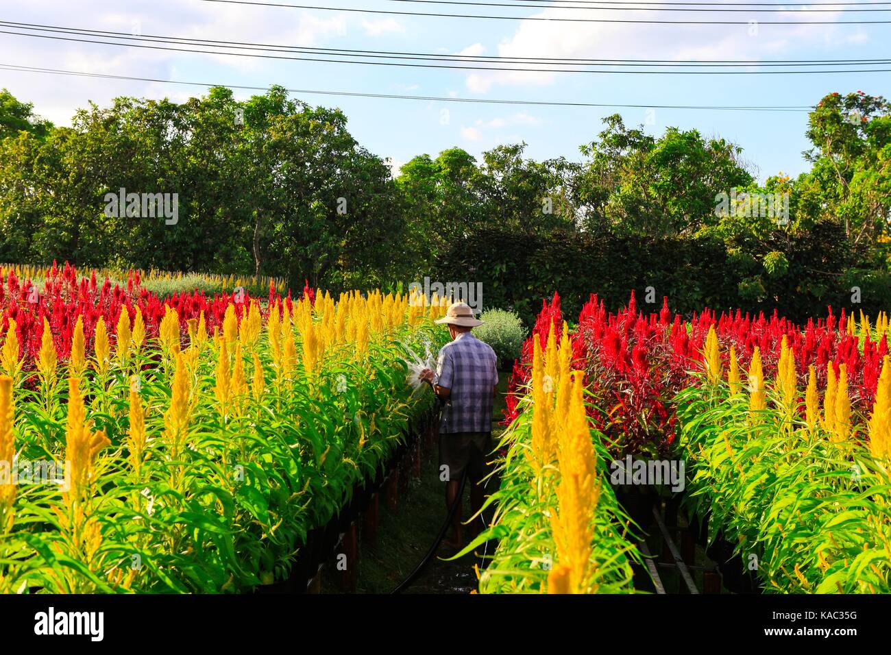 Campo dei Fiori, la SADC, Dong Thap provincia, in Vietnam, in primavera Foto Stock
