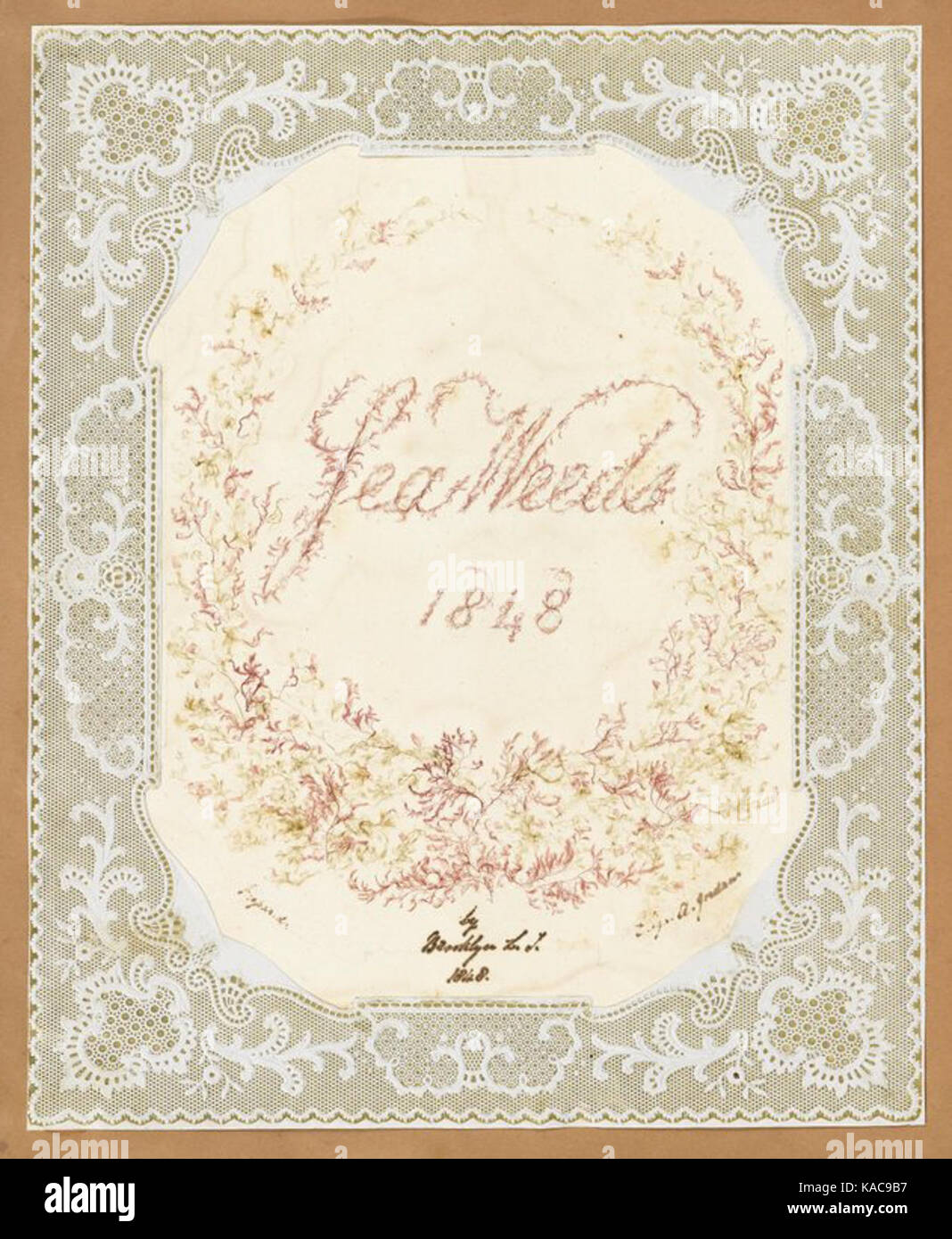 Questa illustrazione del 1848 presenta alghe marine, raffiguranti la bellezza naturale e l'interesse scientifico della vita marina durante il XIX secolo. Foto Stock