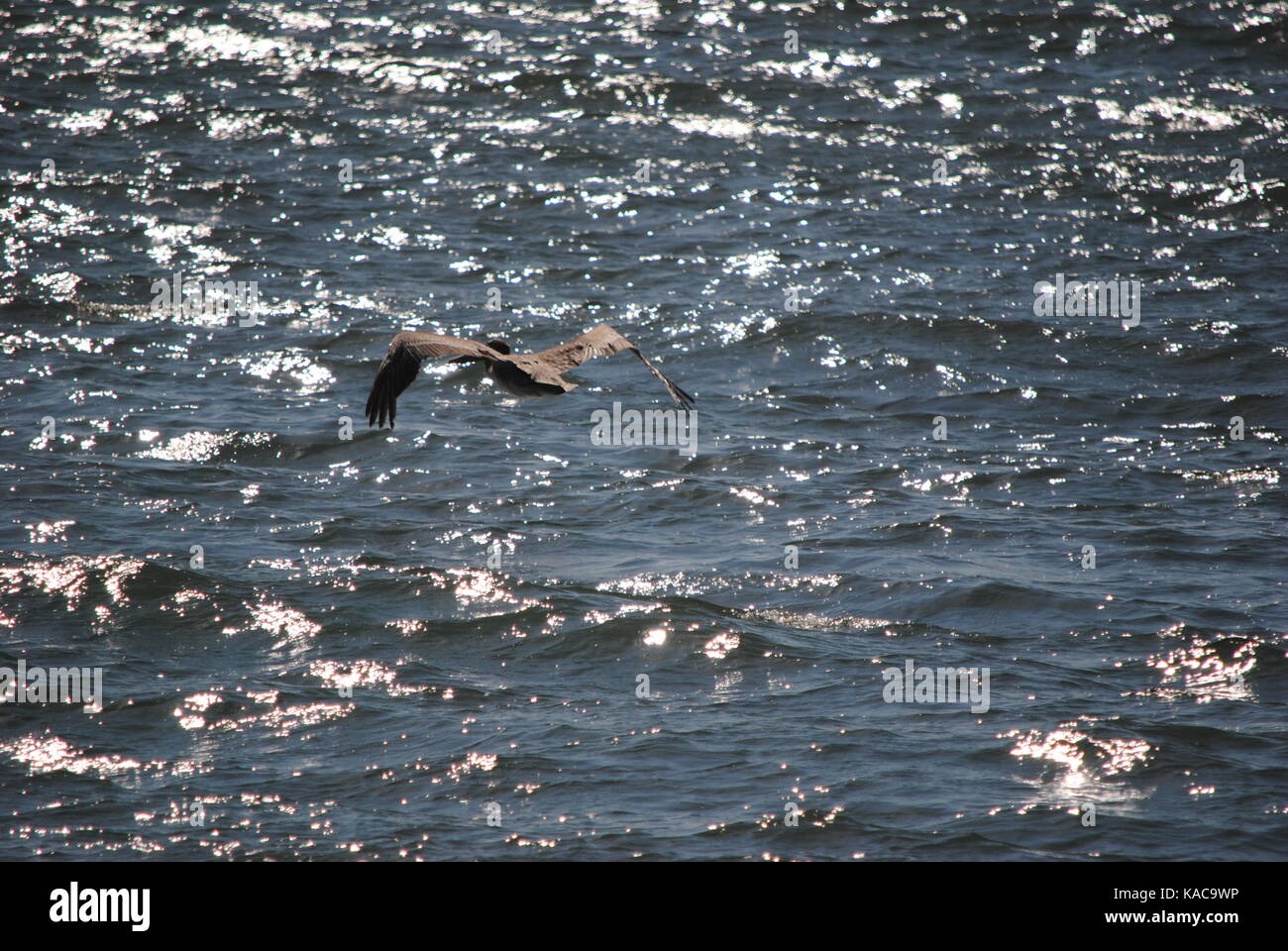 Libera sull'oceano Foto Stock