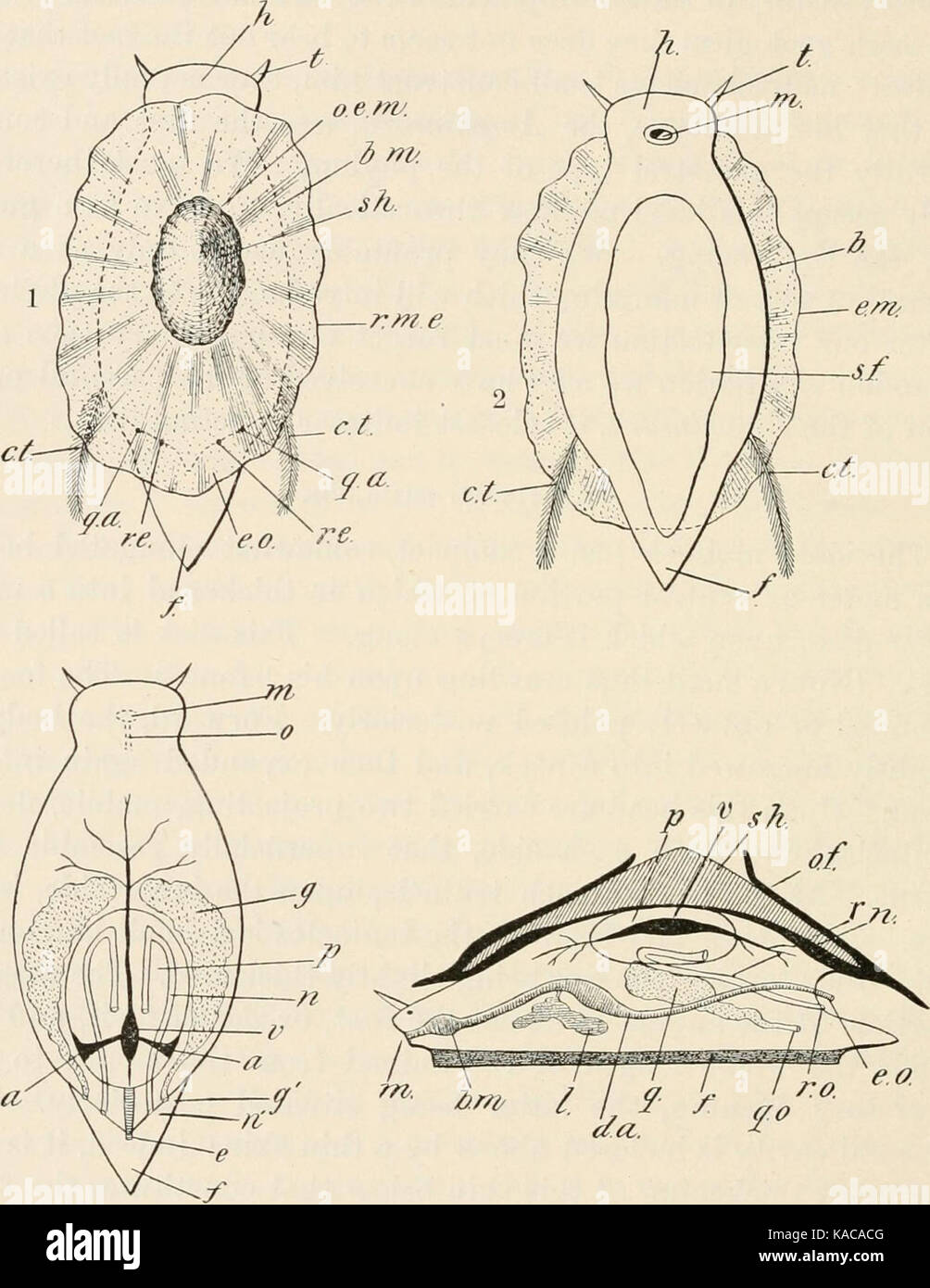 Mollusco schematica Foto Stock