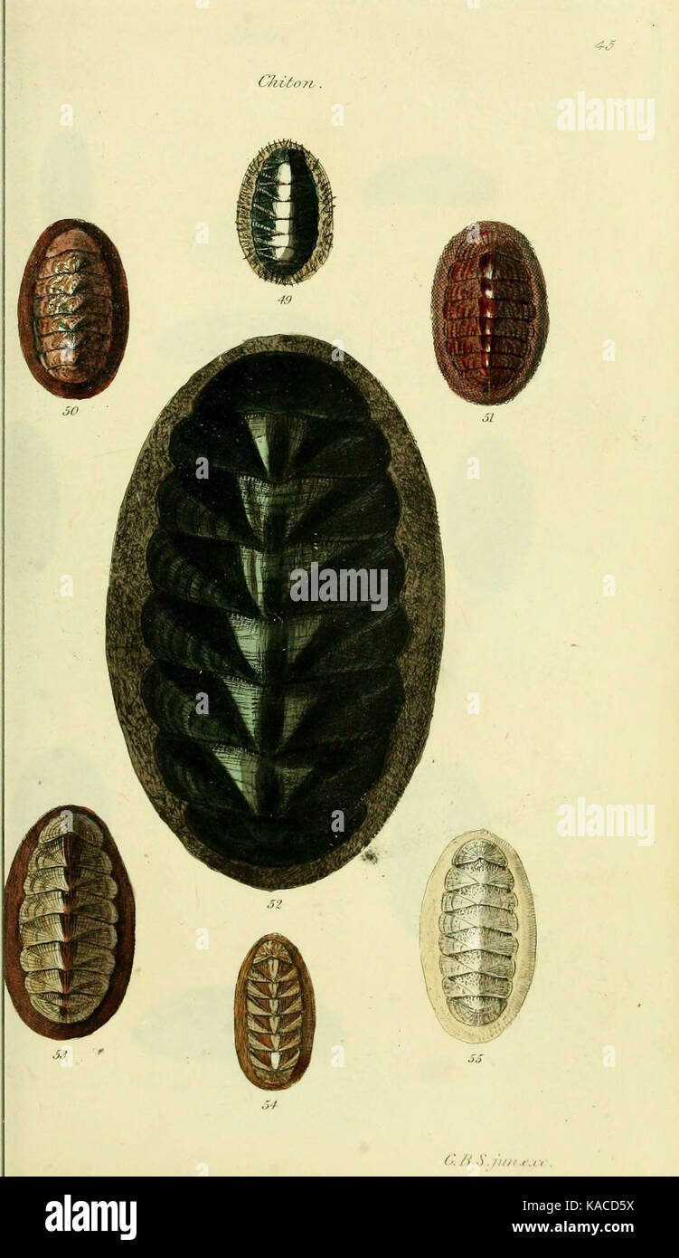 Questo lavoro mostra le illustrazioni concatologiche di vari molluschi, presentando figure colorate di conchiglie che prima non erano illustrate. Serve come riferimento visivo per lo studio delle specie di molluschi, in particolare per i collezionisti di conchiglie e i biologi. Foto Stock