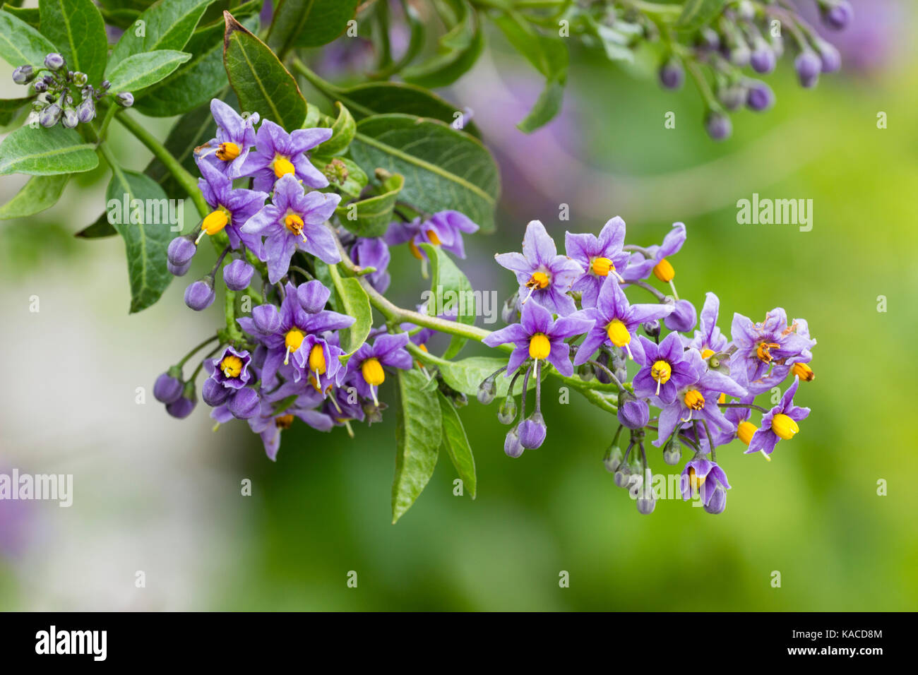 Fiori viola della patata di arrampicata vine, Solanum crispum 'Glasnevin' Foto Stock