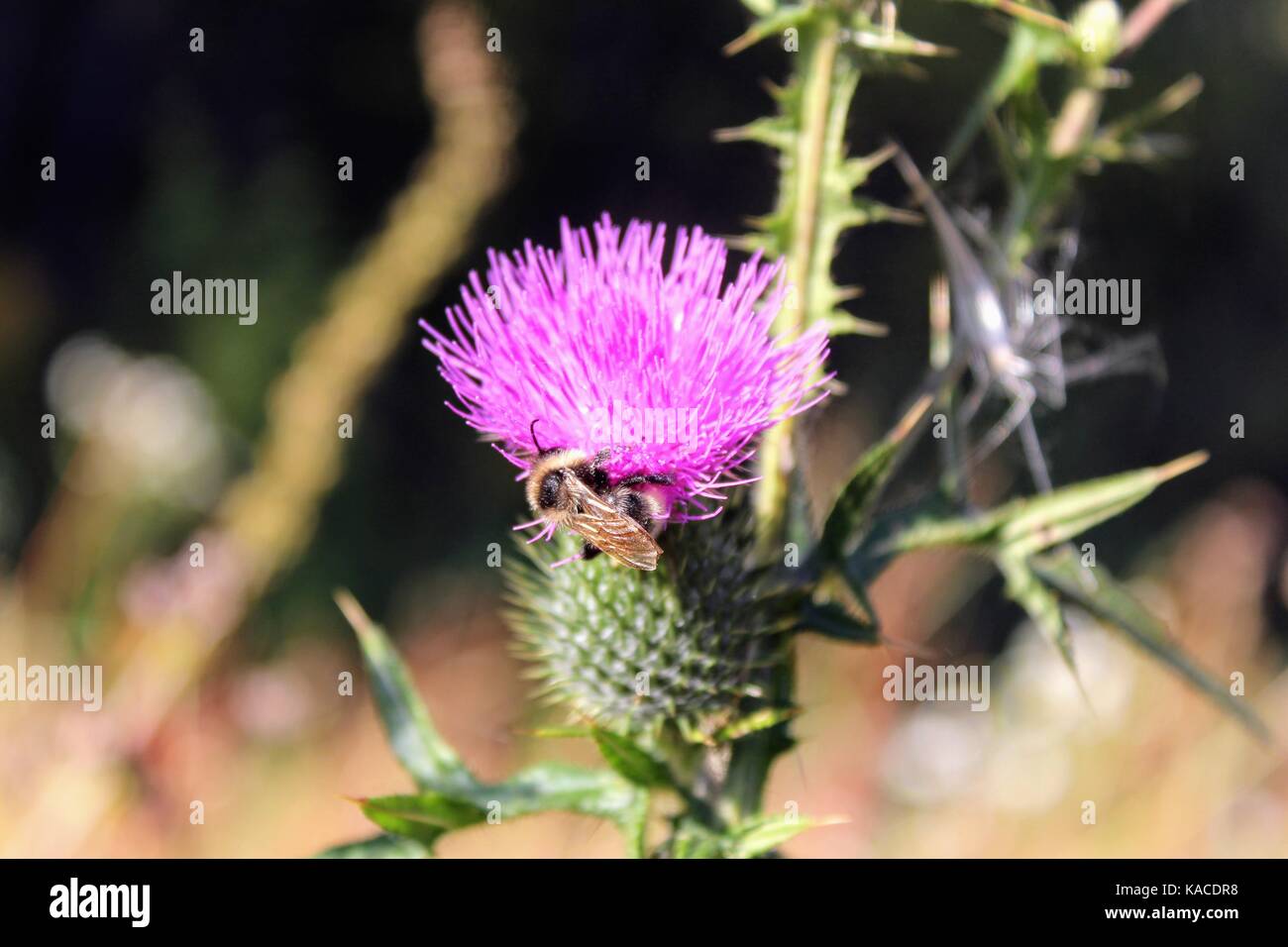 Bumblebee raccoglie il nettare su un rosso-violetto fiore. Foto Stock