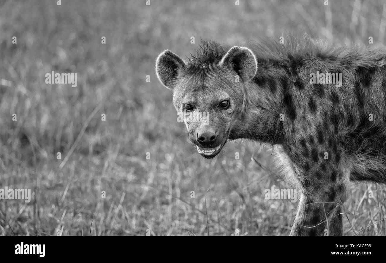 Close-up di testa di un adulto spotted iena, Crocuta crocuta, il Masai Mara, Kenya, un comune predator - scavenger nel Serengeti e gran parte dell'Africa Foto Stock