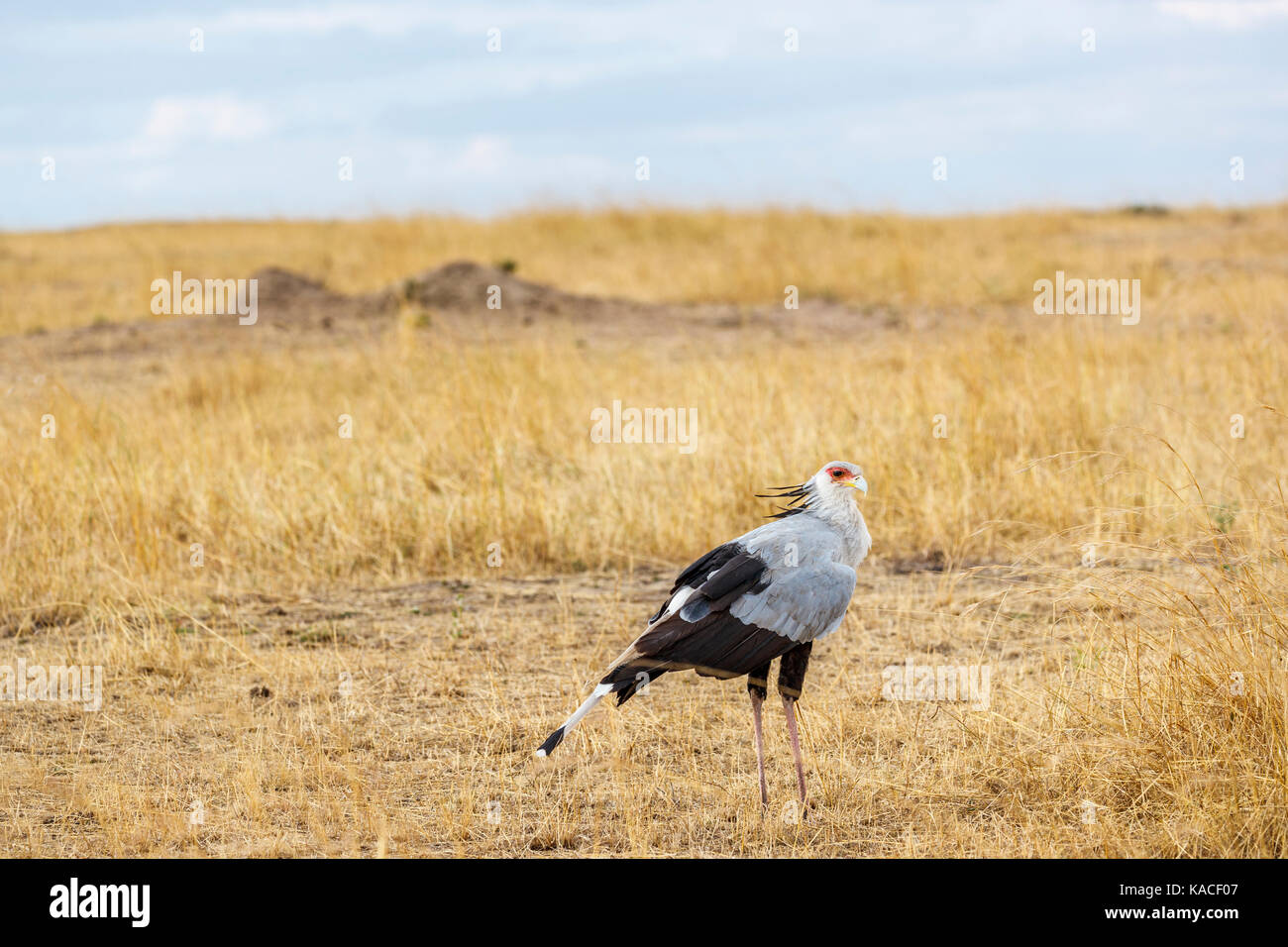 Sagittarius serpentarius, secretarybird, un alto e insolito uccello da preda in piedi nella prateria, Masai Mara, Kenya Foto Stock