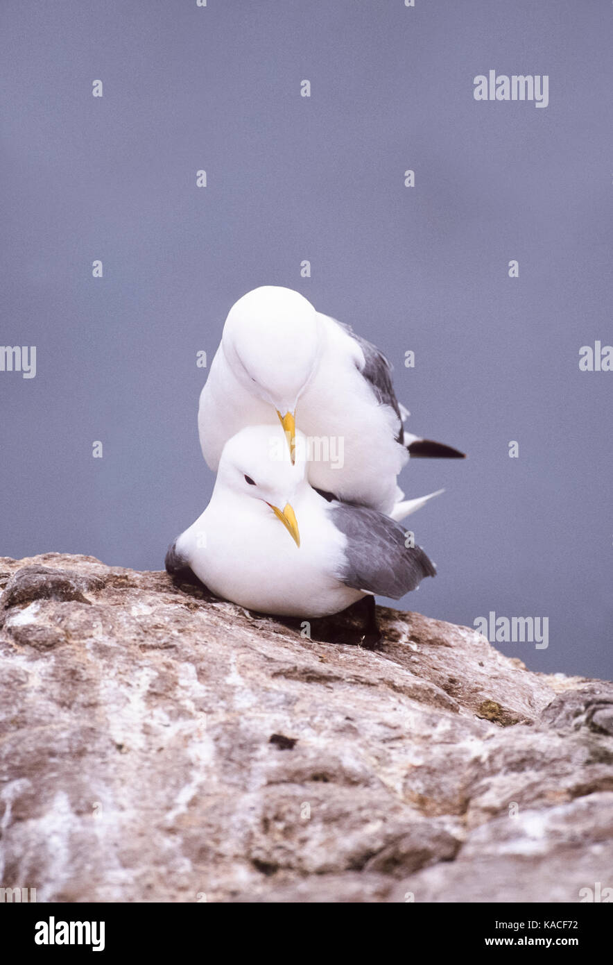 Kittiwakes o nero zampe accoppiamento kittiwakes e comportamento di corteggiamento, (Rissa tridactyla), farne Islands, Northumberland, Regno Unito, Isole britanniche Foto Stock