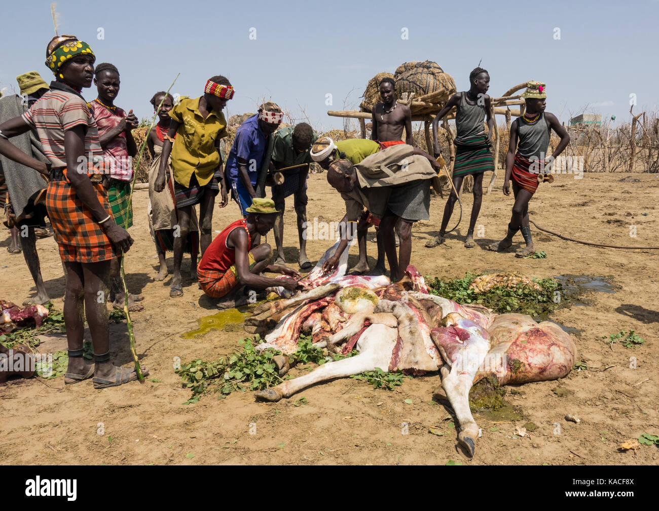 Il sacrificio di vacca durante Dassanech orgoglioso Ox celebrazione, Salheng,Turkana County, Omorate, Etiopia Foto Stock