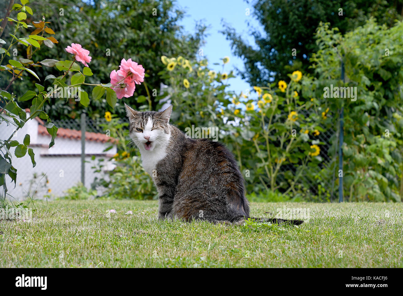 Winking tabby cat sull'erba con il Rosa Rose e girasoli Foto Stock