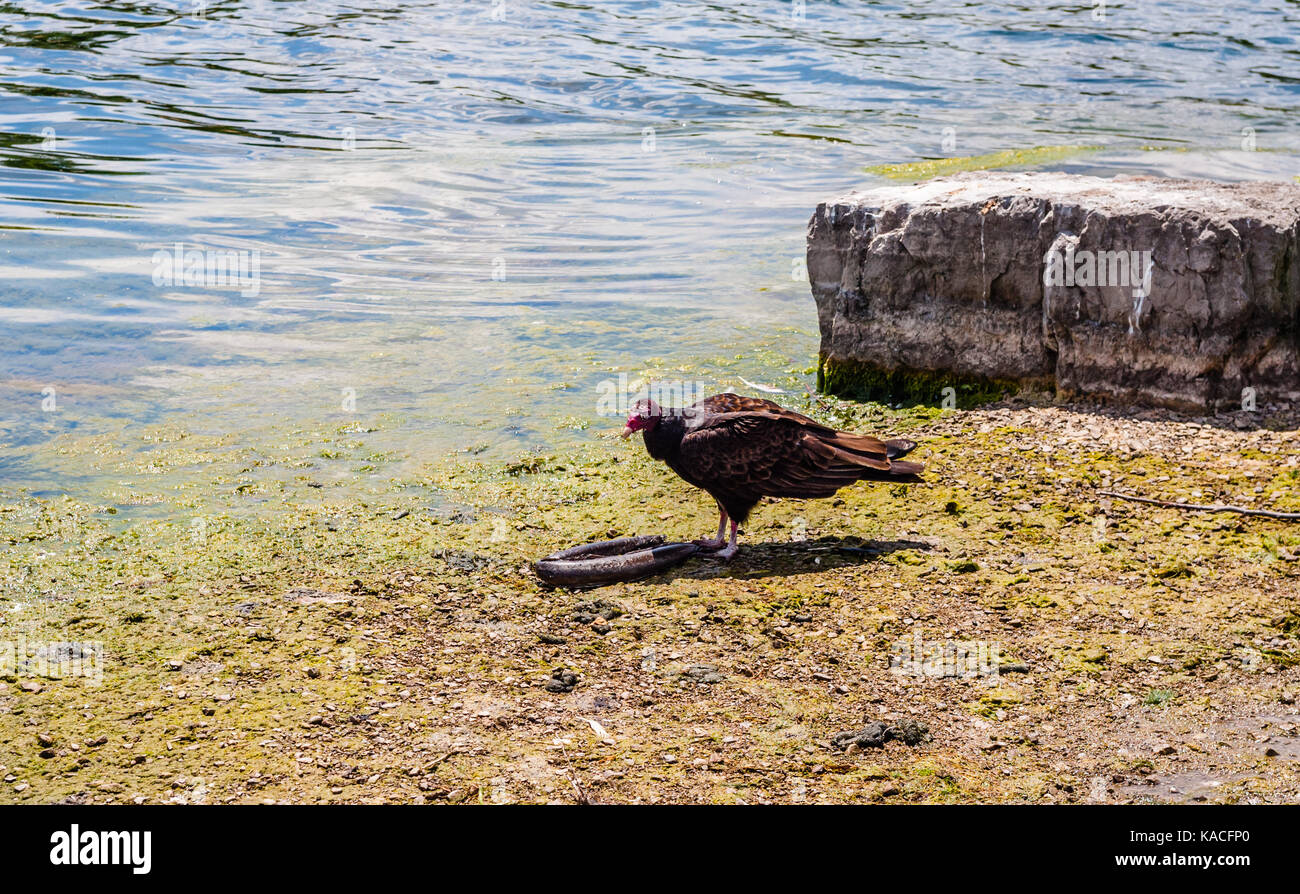 Solo la Turchia vulture in piedi da morti Anguilla Pesci roccioso sulla riva del lago. Foto Stock