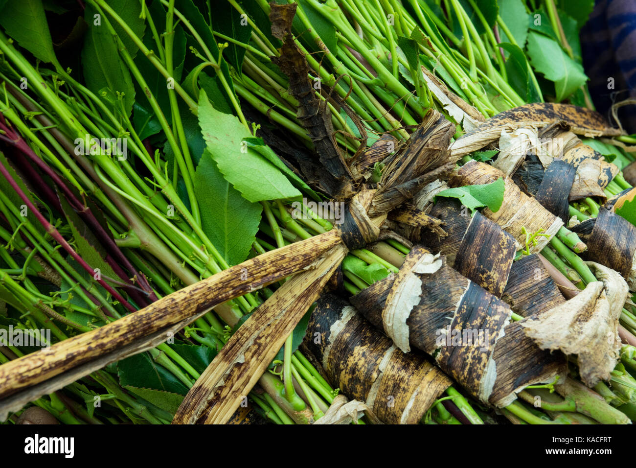 Foglie di Khat preparati per la vendita al mercato, Konso, valle dell'Omo, Etiopia Foto Stock