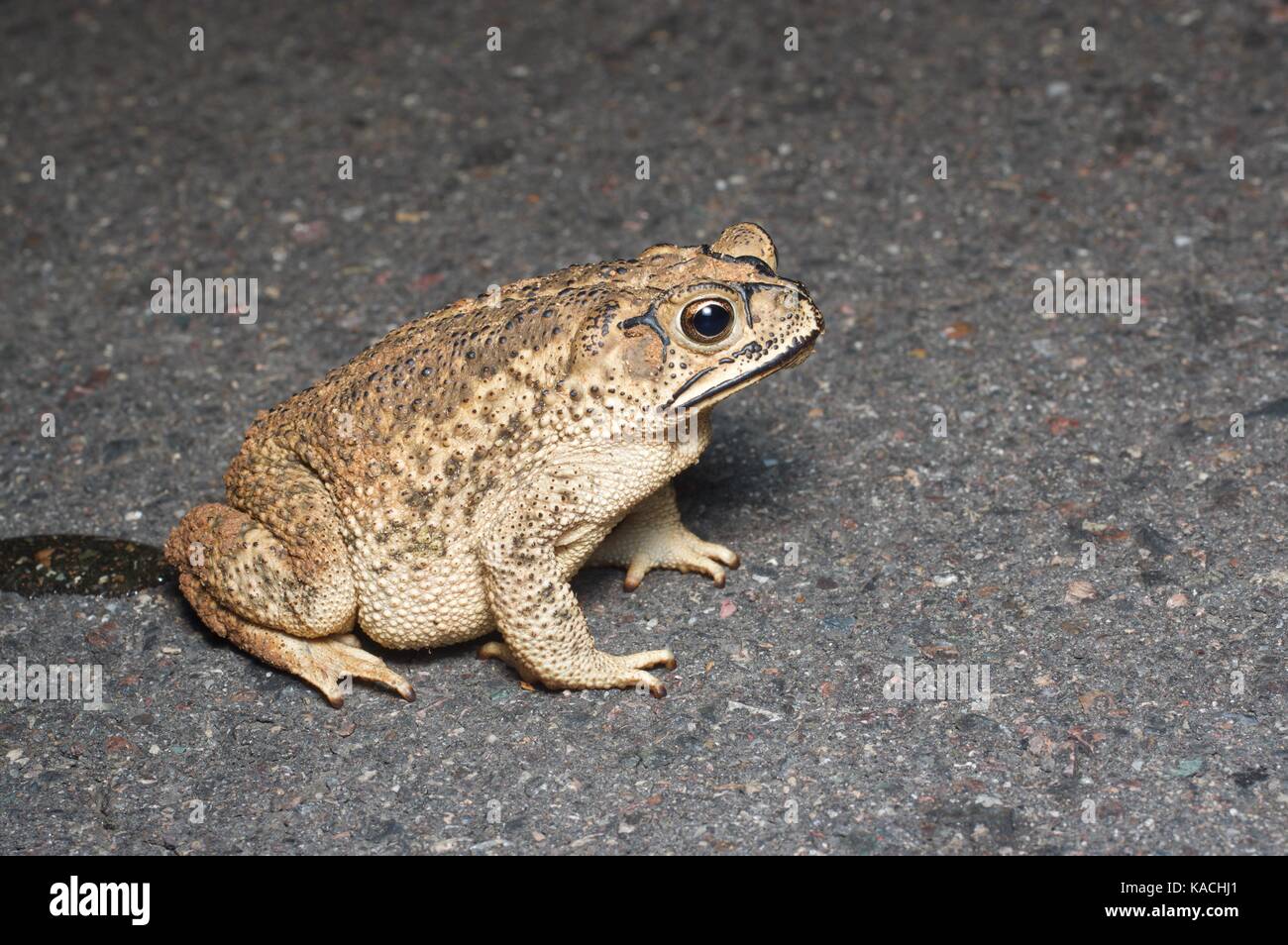Un sinaloa toad (incilius mazatlanensis) su una strada lastricata di notte nei pressi di la colorada, Sonora, Messico Foto Stock