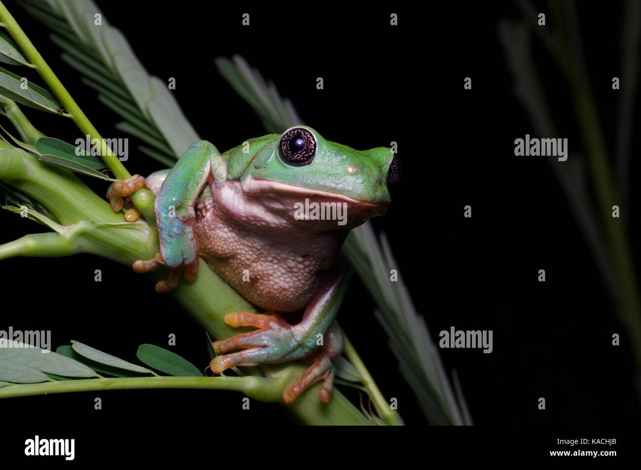 Un messicano di foglia (rana pachymedusa dacnicolor) appollaiata su una pianta piccola vicino alamos, Sonora, Messico Foto Stock