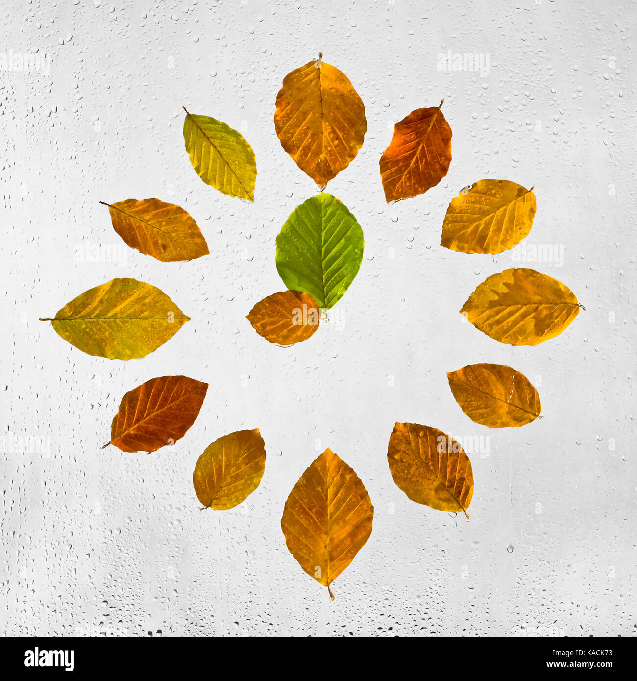 Orologio impilato con colori d'autunno di foglie di faggio sul vetro bagnato. Nove ore. 9 . Foto Stock