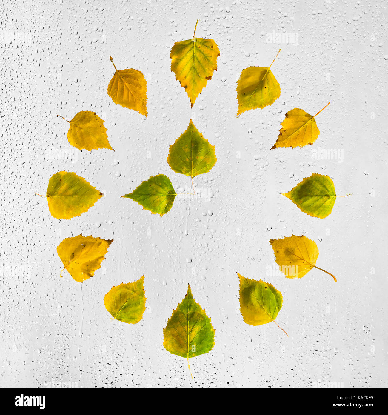 Orologio impilato con colori d'autunno Betulla foglie sul vetro bagnato. Nove ore. 9 . Foto Stock