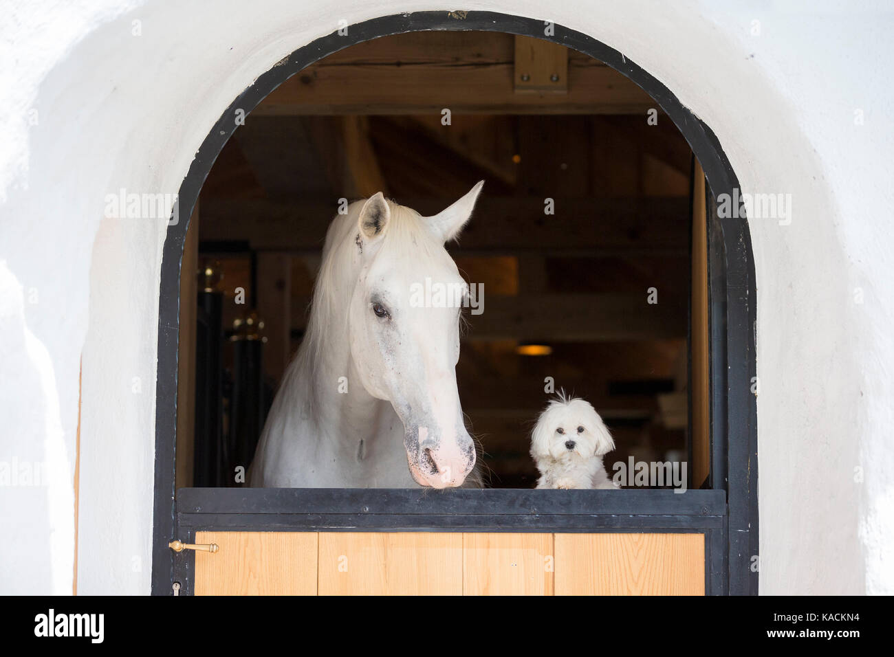 Lipizzan cavallo e il suo amico, un cane Maltese, guardando sopra una porta stabile. La Slovenia Foto Stock