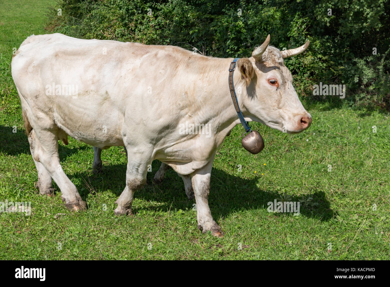 Charolais bovini in un paesaggio rurale Foto Stock