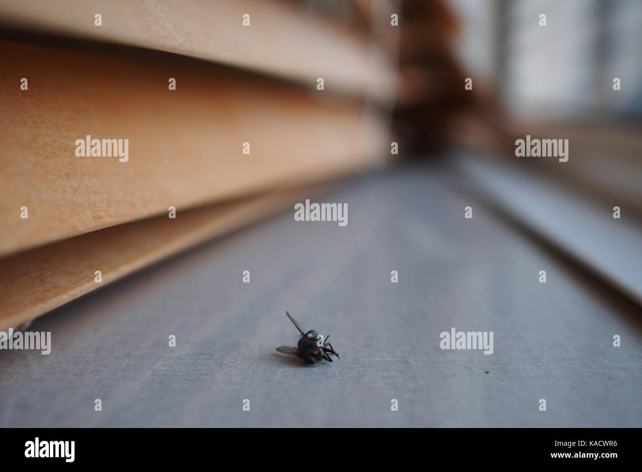 Unico mosca morta su un davanzale. Con persiane in legno. Foto Stock