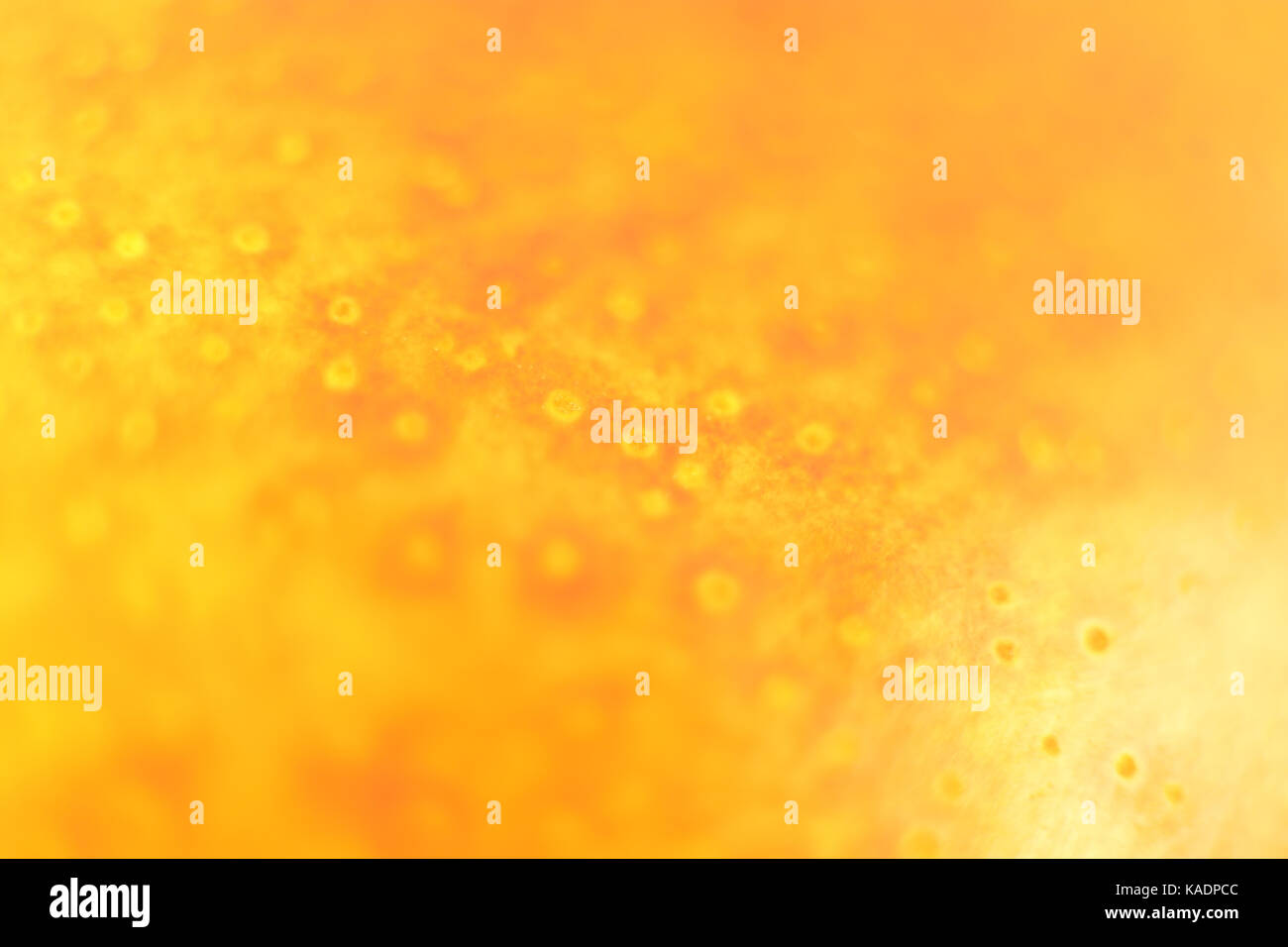 Pera giallo texture di superficie dello sfondo. macro closeup. Foto Stock