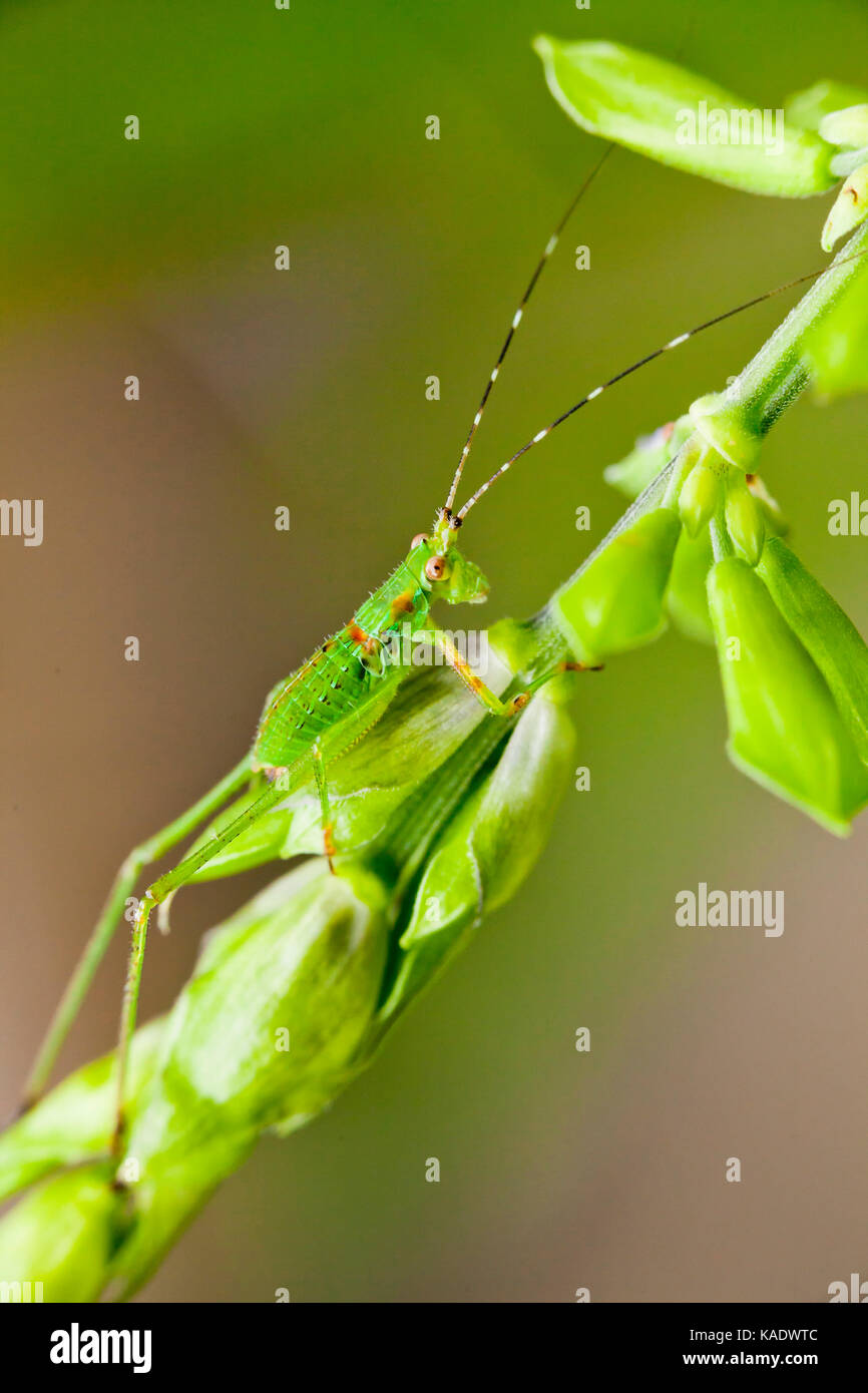 Katydid ninfa, aka bush cricket, long-cornuto grasshopper (Tettigoniidae) - USA Foto Stock