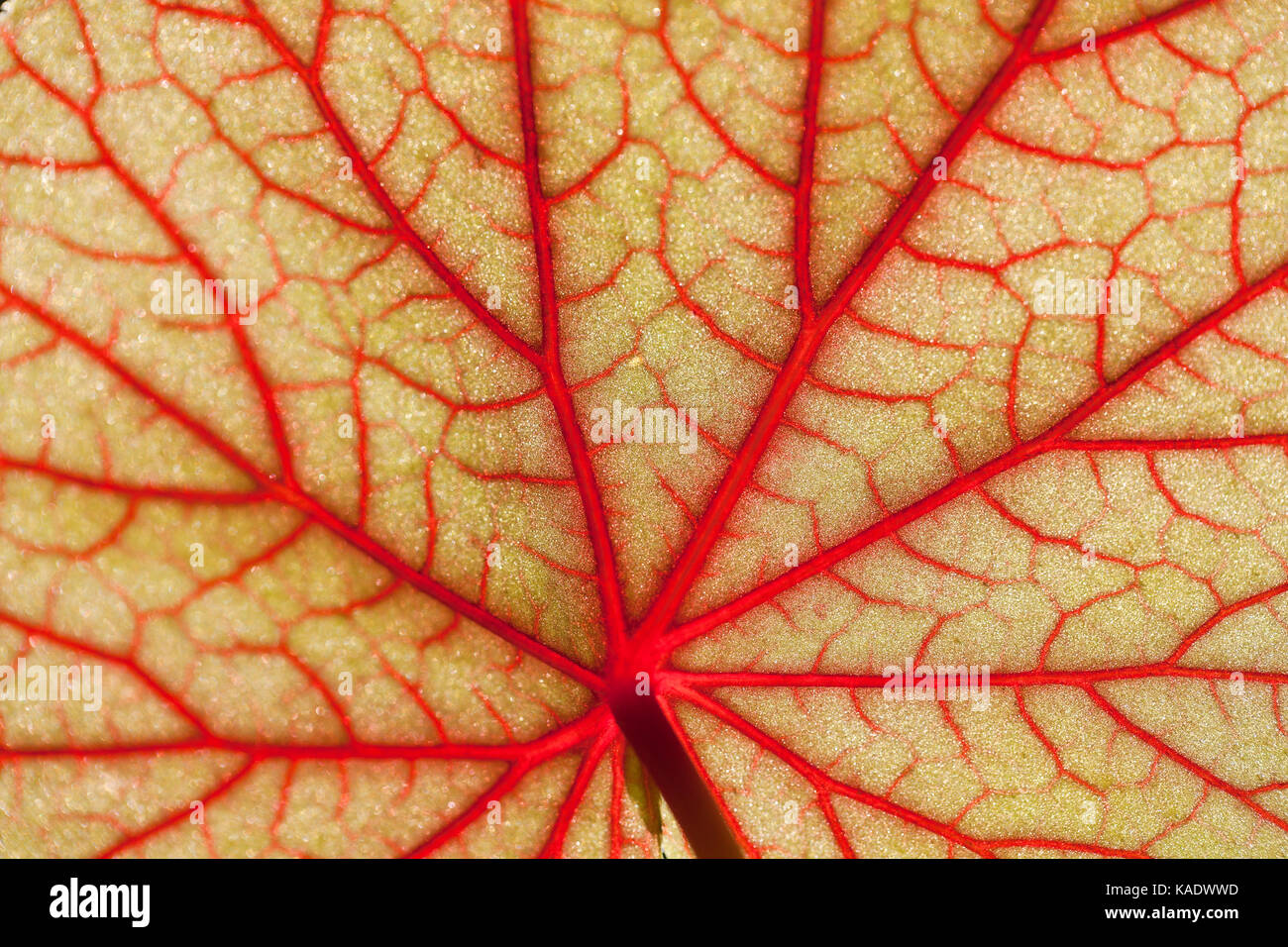 La parte inferiore di Hardy begonia leaf che mostra le vene laterali e vene sublateral Foto Stock