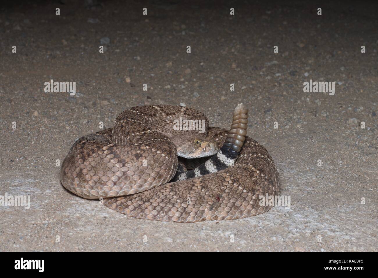 Un diamante occidentale-backed rattlesnake (crotalus atrox) avvolta su una strada sterrata di notte nel sud dell'Arizona, Stati Uniti d'America Foto Stock
