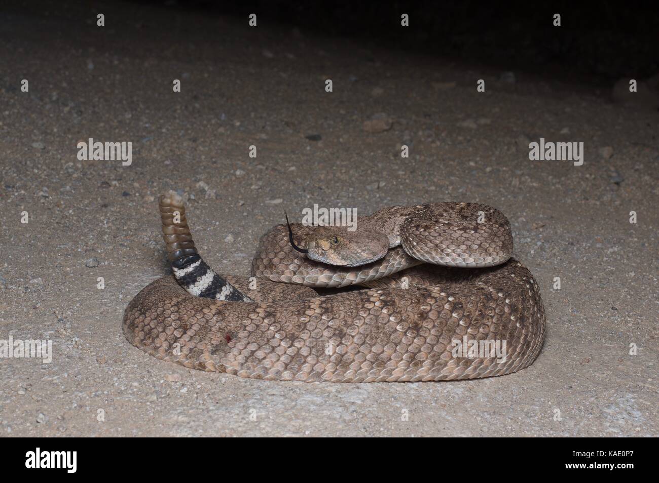 Un diamante occidentale-backed rattlesnake (crotalus atrox) avvolta su una strada sterrata di notte nel sud dell'Arizona, Stati Uniti d'America Foto Stock