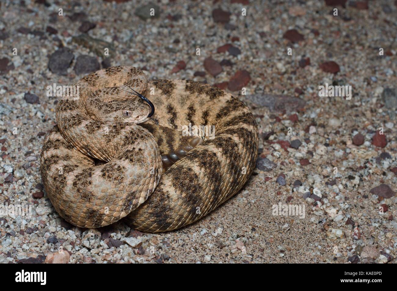 Un Rattlesnake della tigre (Crotalus tigris) in posizione difensiva di notte vicino a Bahîa de Kino, sonora, Messico Foto Stock