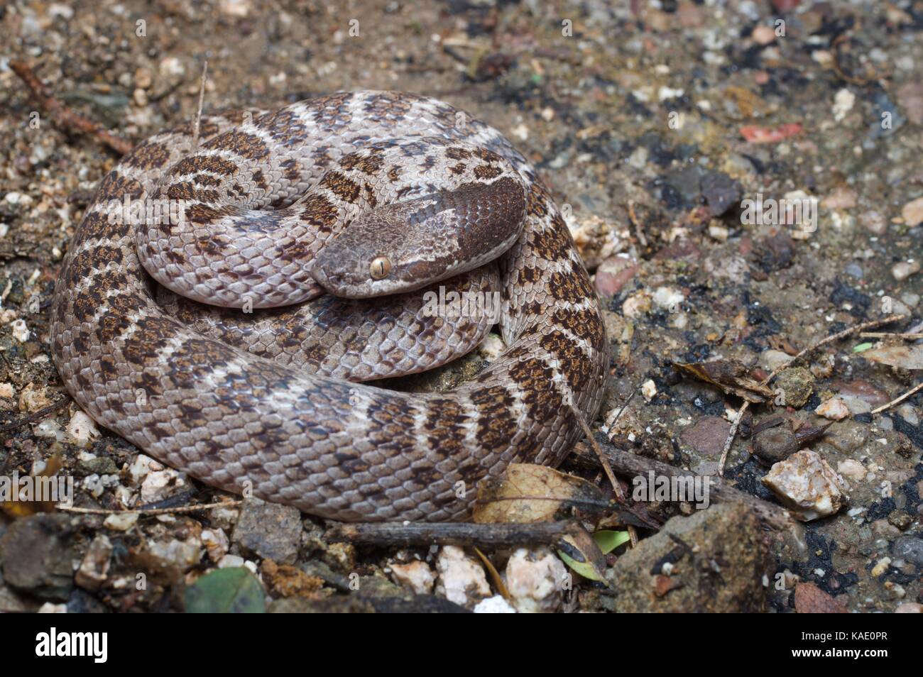 Un nightsnake sonoran (hypsiglena chlorophaea chlorophaea) avvolta strettamente sul deserto piano vicino onavas, Sonora, Messico Foto Stock