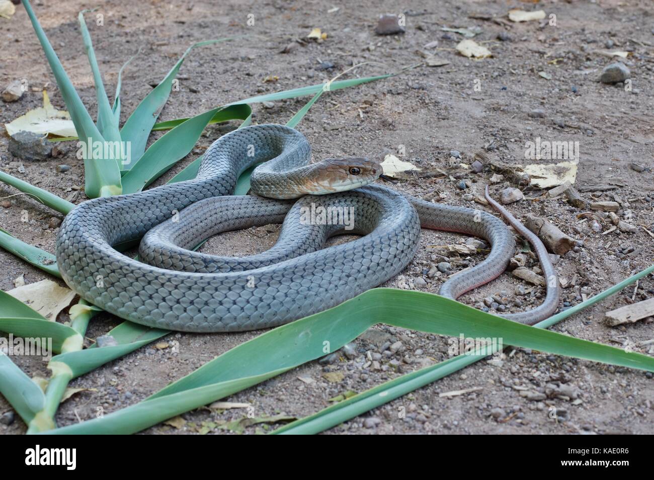 Un neotropical whipsnake (Coluber mentovarius striolatus) avvolta sulla terra sabbiosa vicino huatabampo, Sonora, Messico Foto Stock