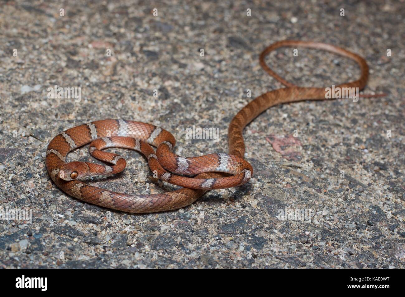 Un serpente dell'albero centroamericano (Imantodes gemmistratus) su una strada asfaltata di notte vicino a Álamos, sonora Messico Foto Stock