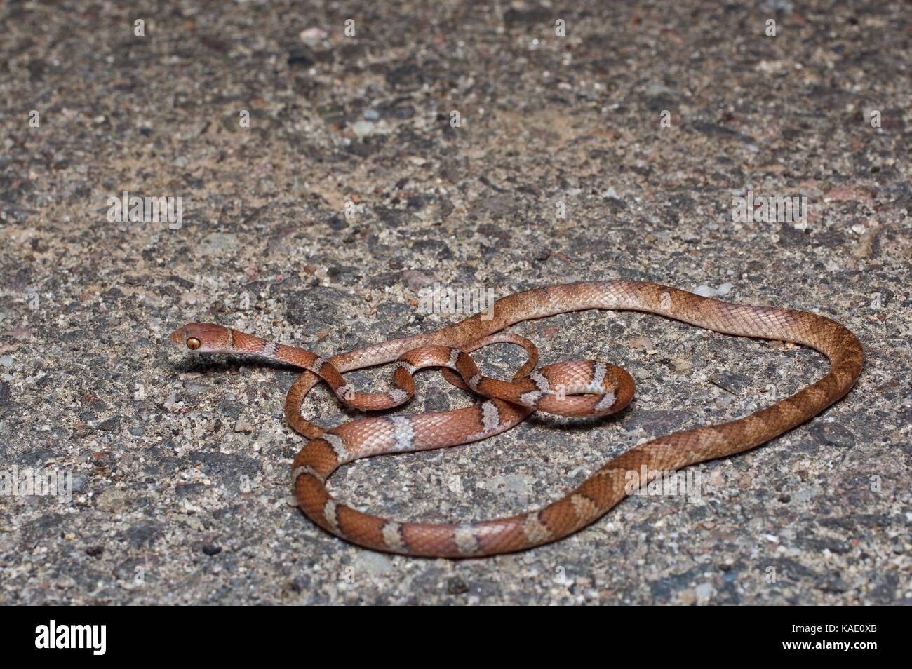 Un serpente dell'albero centroamericano (Imantodes gemmistratus) su una strada asfaltata di notte vicino a Álamos, sonora Messico Foto Stock