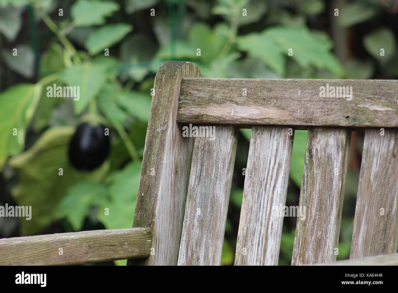 giardino del cortile Foto Stock