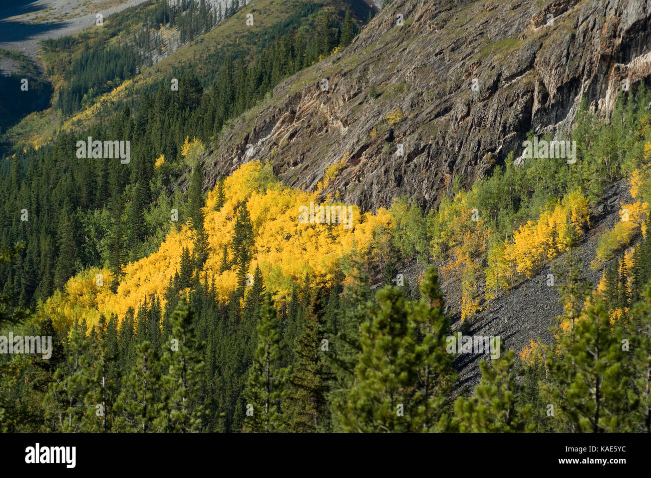 Colori autunnali a Kananaskis Alberta Canada. kananaskis paese consiste di numerosi parchi. Foto Stock