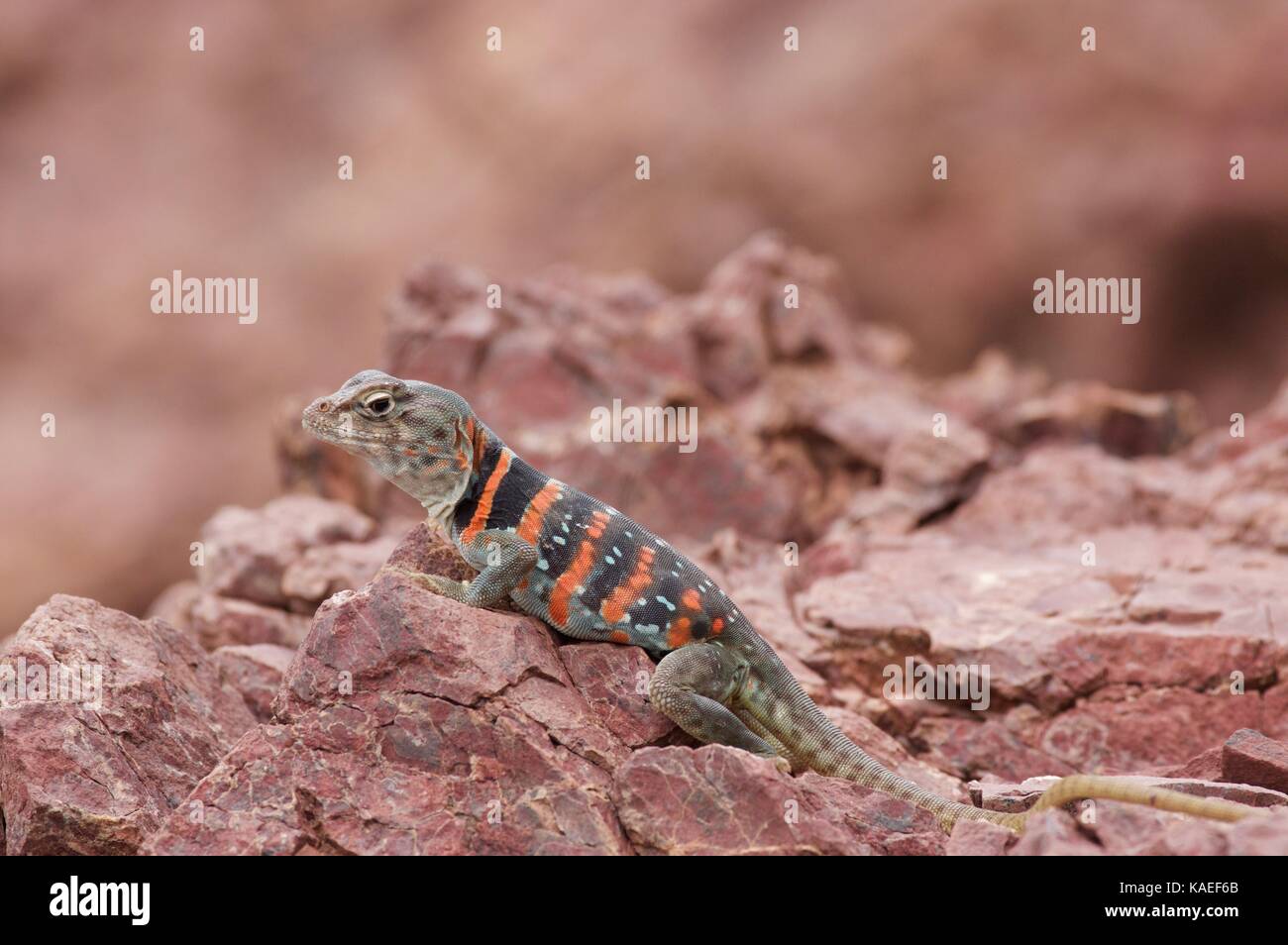 Una femmina adulta di Dickerson Collarred Lizard (Crotaphytus dickersonae) arroccata su rocce a Bahía de Kino, sonora, Messico Foto Stock