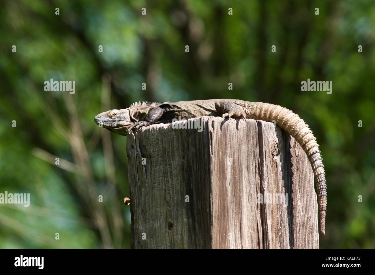 Un adulto spinoso sonoran-tailed iguana (ctenosaura macrolopha) rannicchiato su un palo di legno in alamos, Sonora, Messico Foto Stock