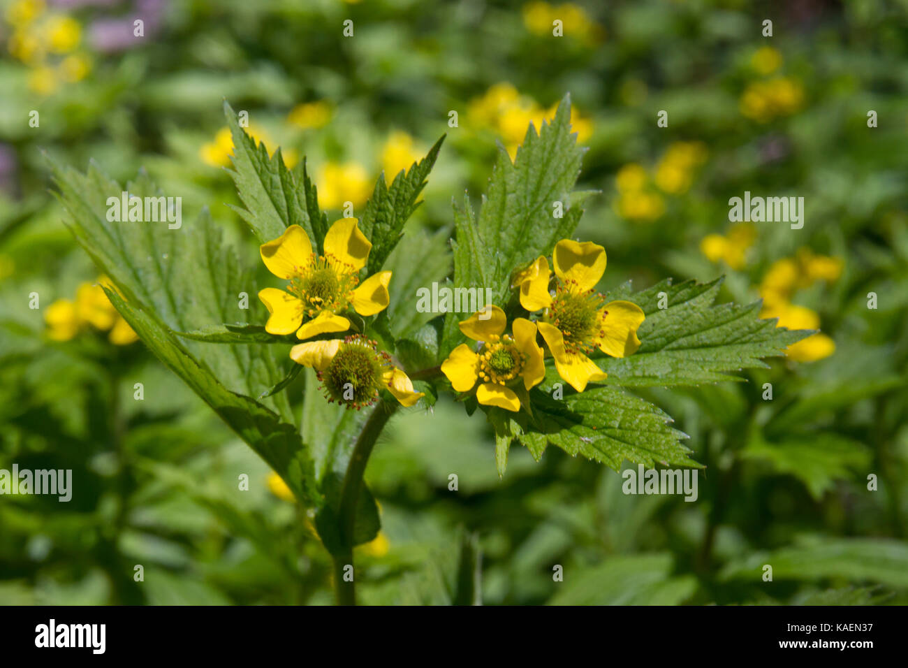Herb Bennett (Geum urbanum) fioritura. Ceredigion, Galles, maggio. Foto Stock