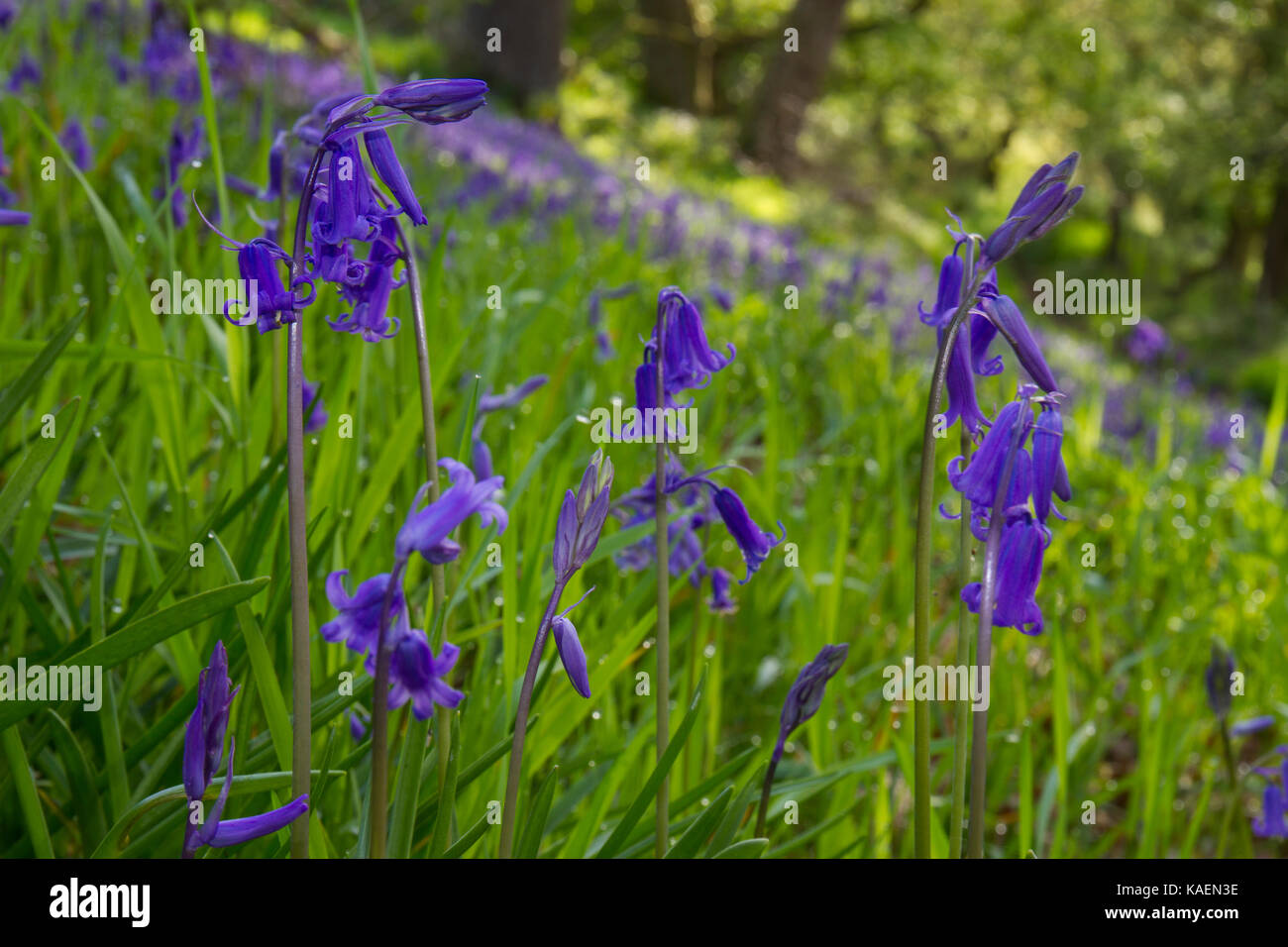 Comune (Bluebell Hyacinthoides non scripta) fioritura in Rovere (Quercus petraea) habitat boschivo. Powys, Galles, maggio. Foto Stock