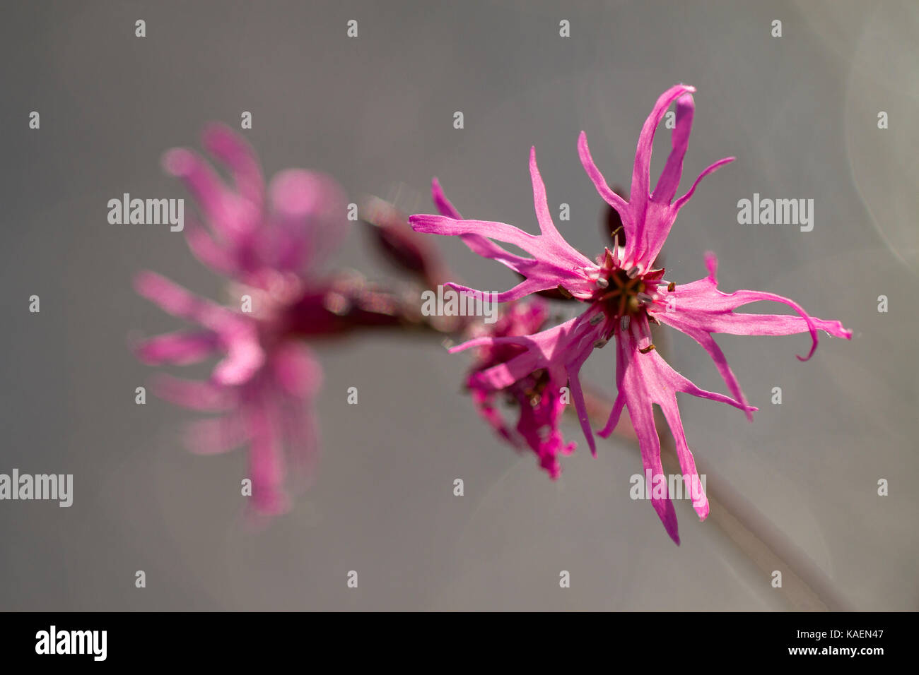 Ragged Robin (Lychnis flos-cuculi) close up di fiori che crescono accanto ad un laghetto. Powys, Galles. Maggio. Foto Stock