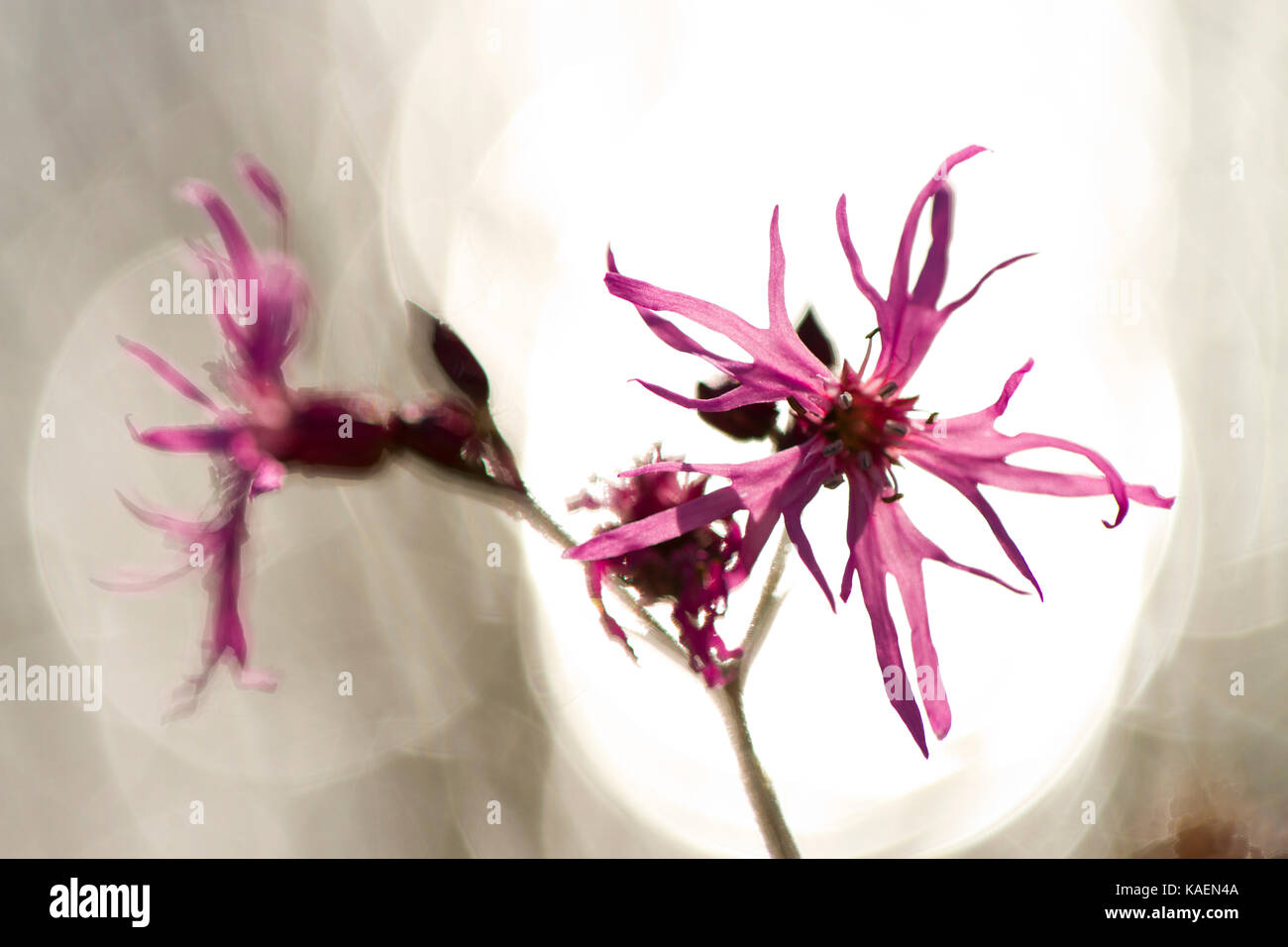 Ragged Robin (Lychnis flos-cuculi) close up di fiori che crescono accanto ad un laghetto. Powys, Galles. Maggio. Foto Stock