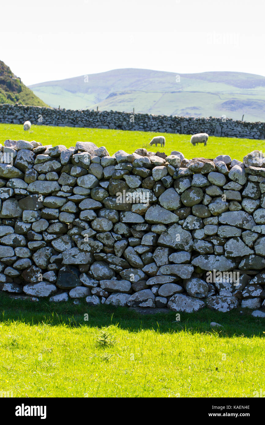 I muri in pietra costituito da massi arrotondati campi circostanti. Tonfanau, Tywyn, Gwynedd, Galles. Maggio. Foto Stock