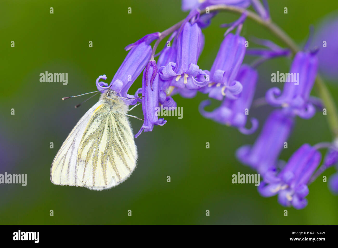 Verde-bianco venato (Sarcococca napi) adulto alimentazione a farfalla su Bluebell (Hyacinthoides non scripta) fiori. Powys, Galles. Maggio Foto Stock