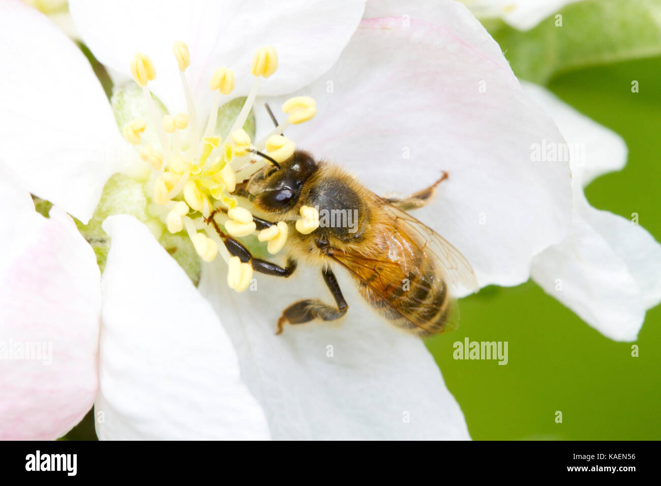 Western honeybee (Apis mellifera) adulto lavoratore alimentando in una coltivazione di fiori di Apple in un frutteto. Powys, Galles. Maggio. Foto Stock