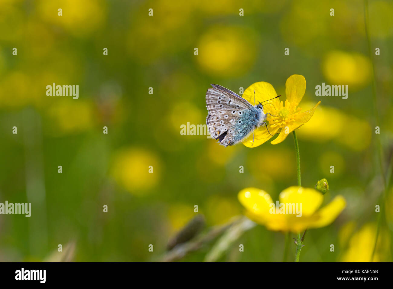 Comune di Blue Butterfly (Polyommatus icarus) maschio adulto alimentando in un prato buttercup (Ranunculus acris) di fiori in un prato. Powys, Galles Foto Stock