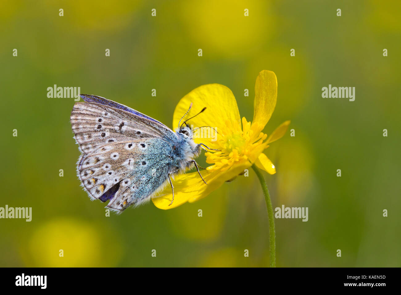 Comune di Blue Butterfly (Polyommatus icarus) maschio adulto alimentando in un prato buttercup (Ranunculus acris) di fiori in un prato. Powys, Galles Foto Stock