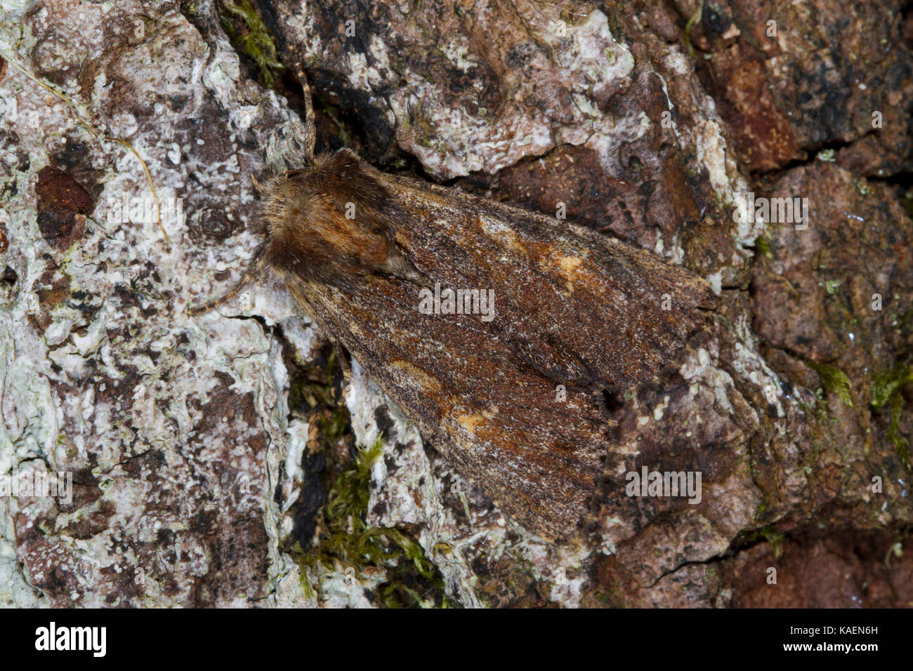 Offuscato-confina il tigrato (Apamea crenata) falena adulta del modulo "combusta'. Powys, Galles. Giugno. Foto Stock